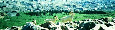 Dall Sheep